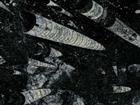 Black Fossil