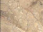 Sahara Gold